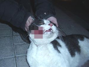 Denizli'de insan vahşeti