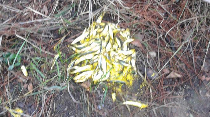 Bursa'da zehirli balık alarmı