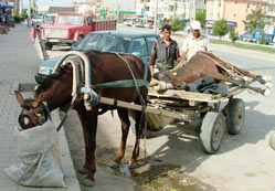 At arabasıyla veterinere getirildi