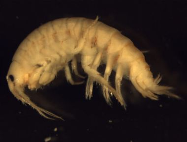 Yeni bir omurgasız canlı türü keşfedildi