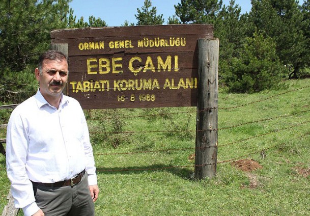 Ormanda "çam" nöbeti