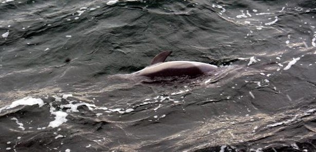 İstanbul'da iki yunus kıyıya vurdu