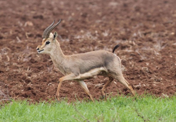 İsrail ve Hatay'da yaşıyor