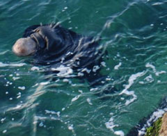 Midilli Adası'nda sahile vuran ceset sayısı 20 oldu