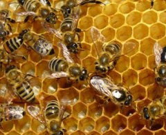 Arap ülkelerine arı ve bal ihraç edilecek