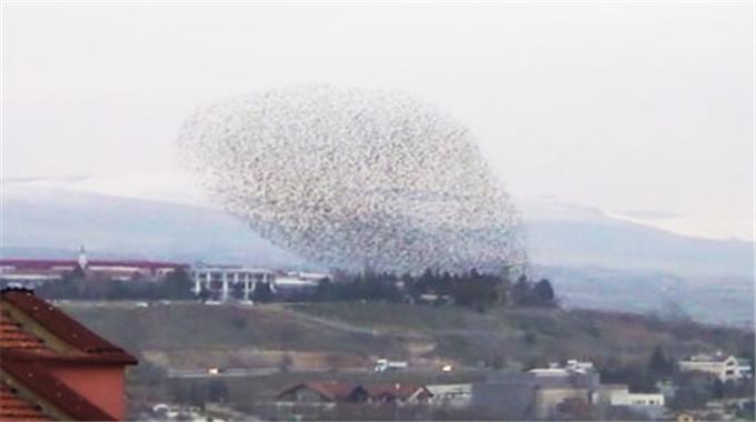 Sığırcıkların muhteşem dansı