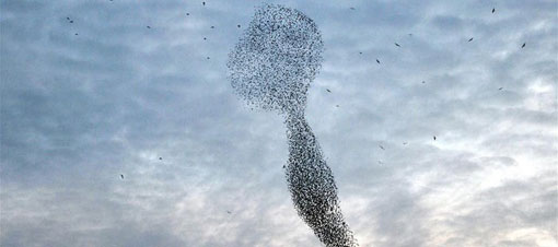 Eyüp'te sığırcıklar ezanla coştu