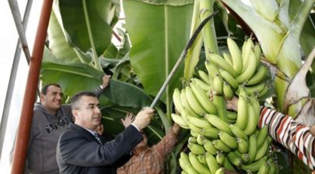 Muz üretiminde 3. sırada