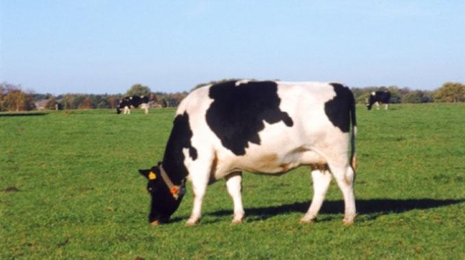 Suudi Arabistan Türkiye’den canlı hayvan alacak