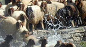 Koyunları ilaçlarken zehirlendi