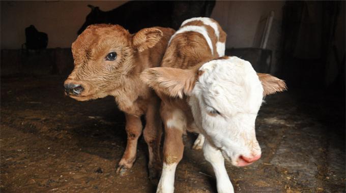 Çankırı'da şaşırtan olay