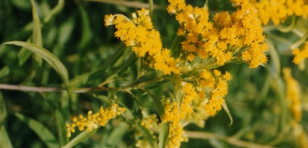 Sarayönü'nde Tıbbi Ve Aromatik Bitkiler Kursu Açıldı