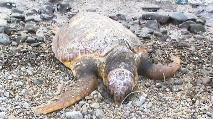 Balıkçı oltası öldürdü