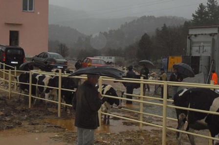 Çamlık'ta 204 inek dağıtıldı