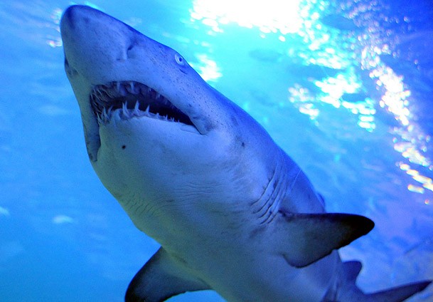 Köpek balığı da sucuk oldu