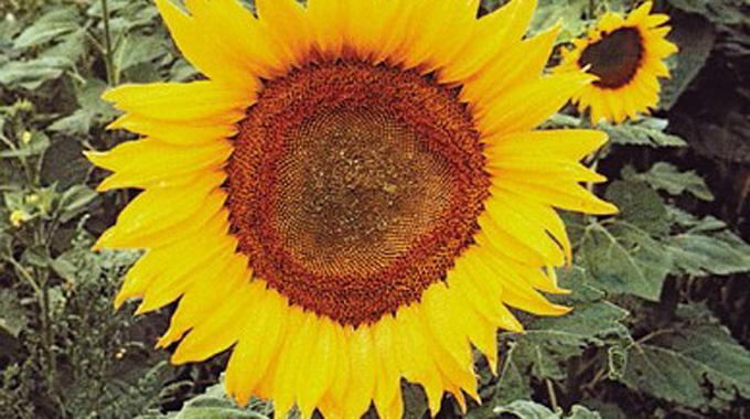 Ayçekirdeğinin faydaları