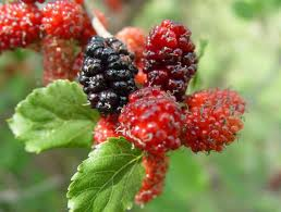 Kış ortasında kırmızı dut