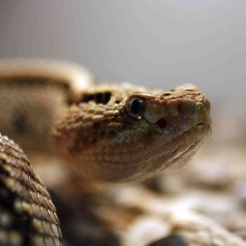 Dünyanın en tehlikeli yılanları basın mensuplarına gösterildi