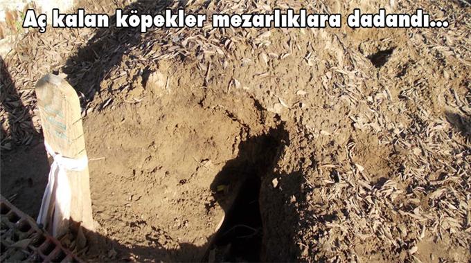 Mezarlıkta korkunç gerçek