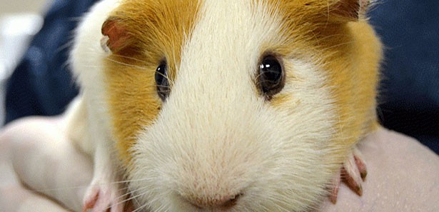 Truva atı tedavisi kanseri yok etti