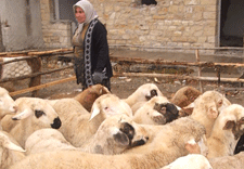 Ereğlili besiciler tedirgin