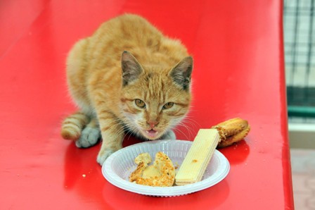 Hep burjuva kedi mi pasta yiyecek?...