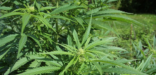 Atık 'esrar' dükkanlarda satılacak