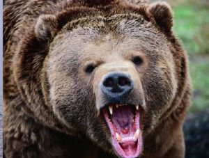 Aç ayı kahvehaneyi bastı