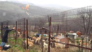 Köpek barınağında korkunç iddia