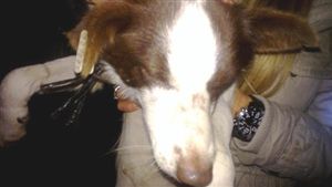 Komşu köpeğine tecavüz