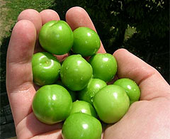 Erik ağacı kış ortasında meyve verdi