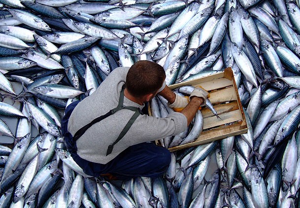 Palamut hamsiyi yuttu