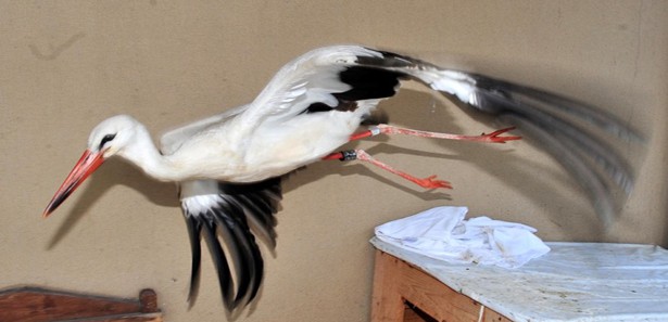 Eş hasreti göçü unutturdu