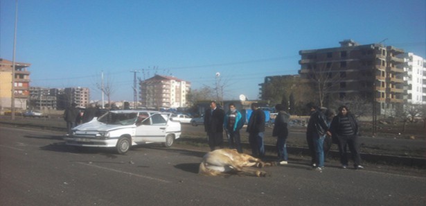 At otomobile çarptı