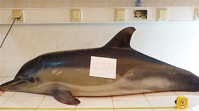 İstanbul yunuslarının ölüm nedeni anlaşıldı