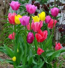 Böyle tuzak görülmedi!