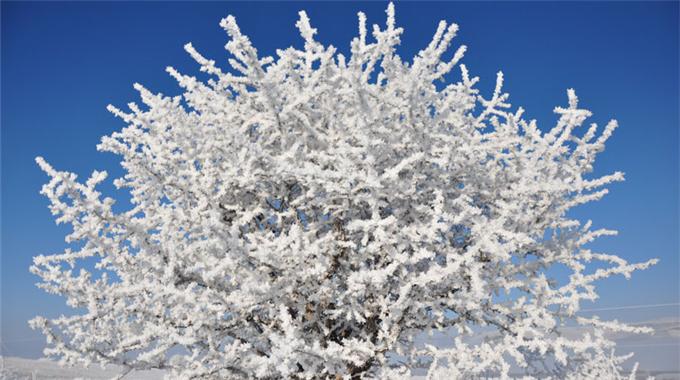 Erzurum'da ağaçlar buz tuttu