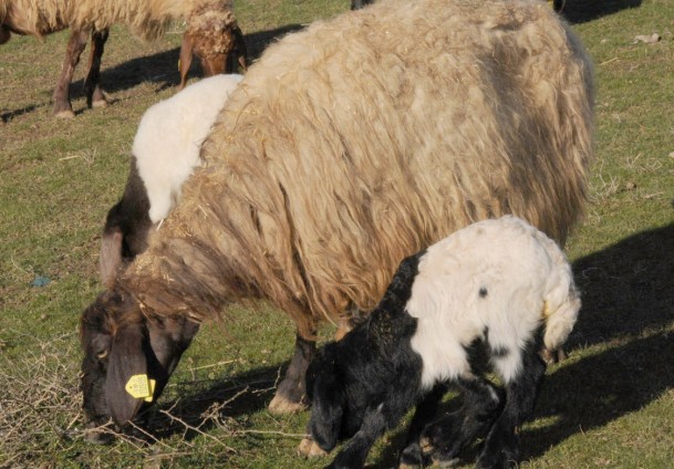 5 bacaklı kuzu ilgi odağı oldu