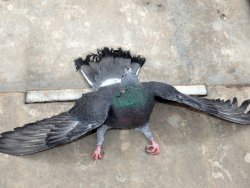 Selimiye Camii'nin güvercinlerini zehirlediler