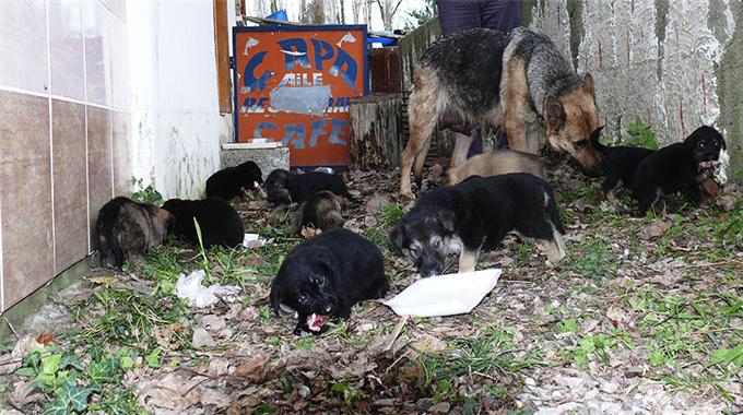 Bir batında 12 yavru doğurdu