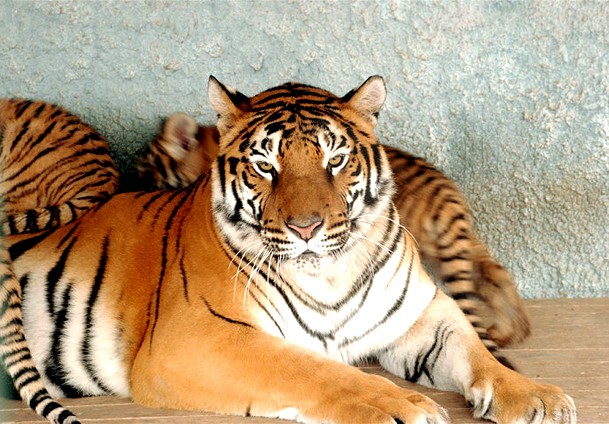 Bengal kaplanı ikinci kez dördüz doğurdu