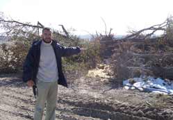 Karapınar’da ağaç katliamı