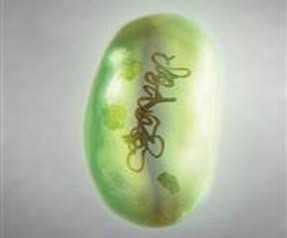 Suyu yakıta çevirdi!