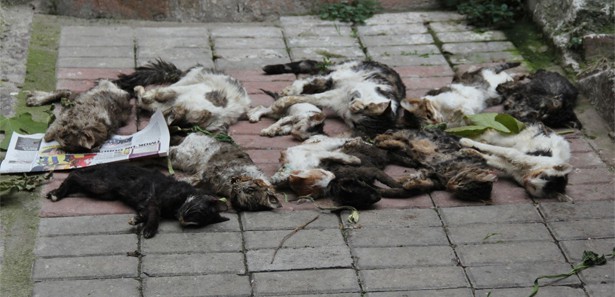 İzmir'de 12 kediyi zehirlediler