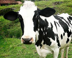 Alışveriş sitesinde inek sattılar