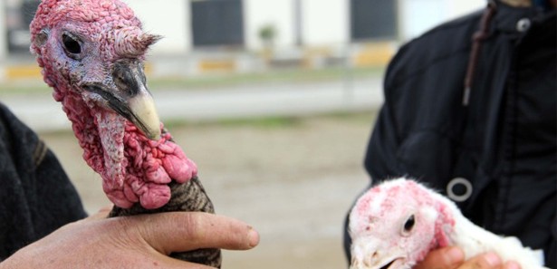 Yılbaşı hindileri elde kaldı