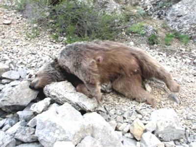 Bal yemek için kasabaya inen ayı ve yavrusu öldürüldü