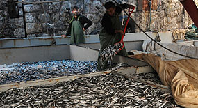 İstavritin kilosu 2,5 liraya düştü