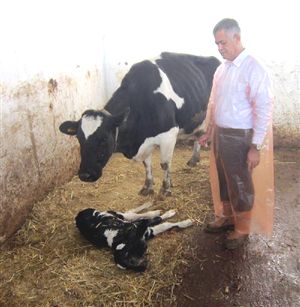 Çift başlı buzağı şaşırttı