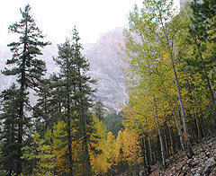 Solunum yolu hastaları GARD ormanıyla şifa bulacak